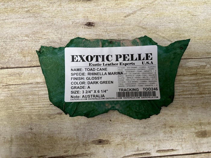 Green TOAD Hide Genuine Leather GLOSSY cane frog Exotic rana Skin Taxidermy 246