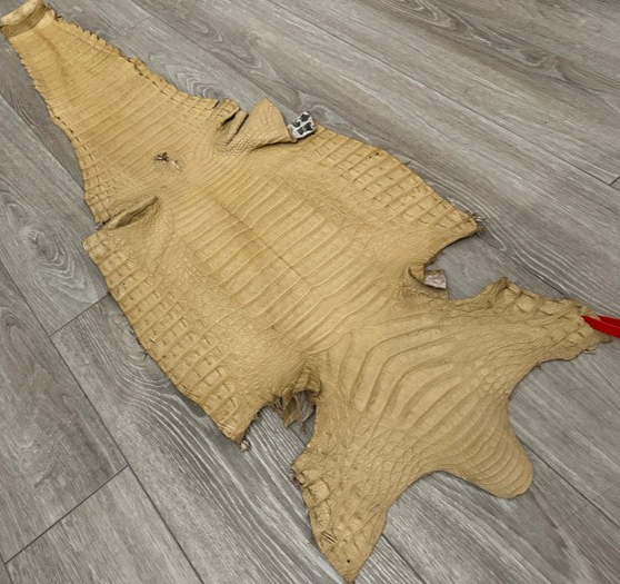 XL Tan Genuine Caiman Crocodile belly Hide Leather real alligator Croc 608