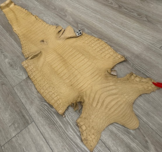 XL Tan Genuine Caiman Crocodile belly Hide Leather real alligator Croc 608