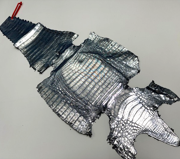 XL Silver on Blue Caiman Genuine Crocodile Hide Leather real alligator Croc 241