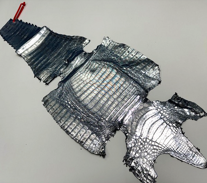XL Silver on Blue Caiman Genuine Crocodile Hide Leather real alligator Croc 241