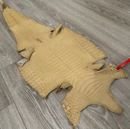 XL Tan Genuine Caiman Crocodile belly Hide Leather real alligator Croc 609