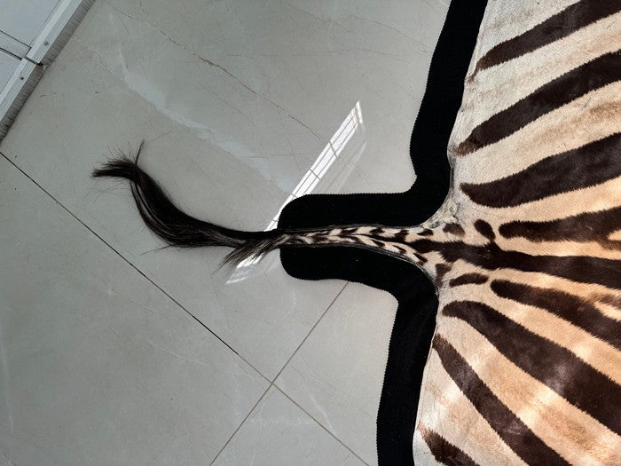 NEW JUMBO 10+ Foot Genuine African Burchells Zebra Rug Safari hair on Hide Skin