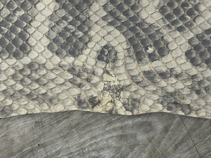 Bone Natural Genuine Anaconda Snake skin Leather hide python real boa rattle 187