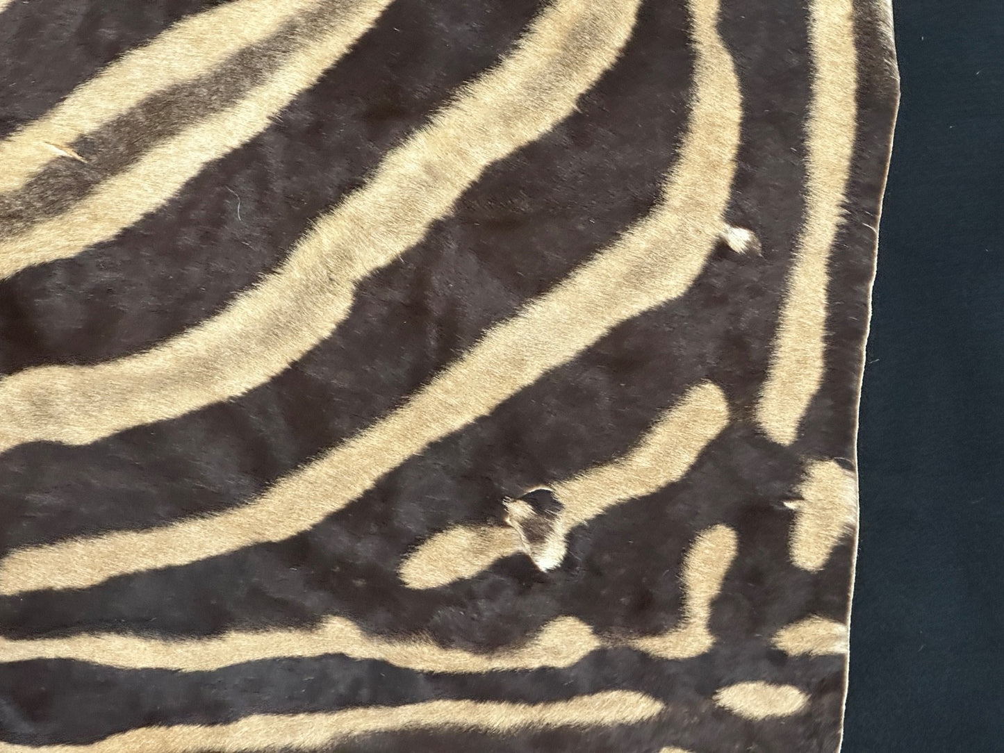 Natural Genuine Zebra Leather mini Rug ZBR18 product photo 16