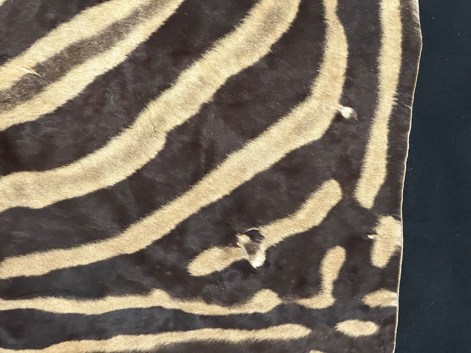 Natural Genuine Zebra Leather mini Rug ZBR18 product photo 16
