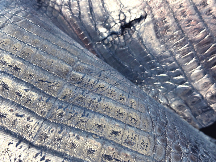 Blue Metallic Genuine Caiman Crocodile Belly Hide Leather Skin Alligator  514