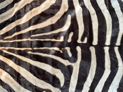 NEW JUMBO 10+ Foot Genuine African Burchells Zebra Rug Safari hair on Hide Skin