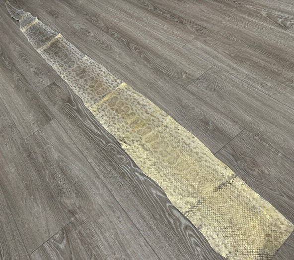 Gold on Natural Genuine Anaconda Leather hide snake skin python Boa rattle 285