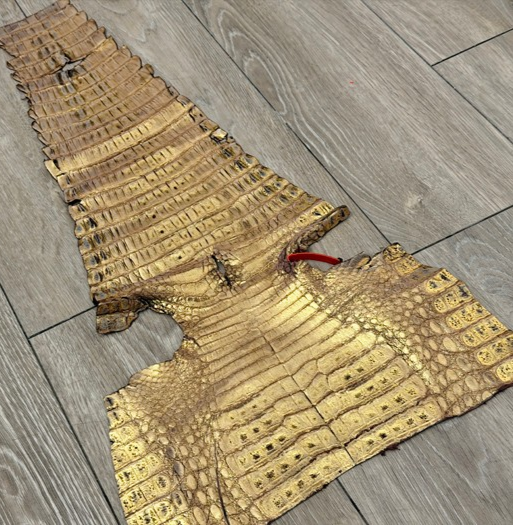 Gold On Brown Metallic Genuine Caiman Crocodile Leather 444 product photo 1