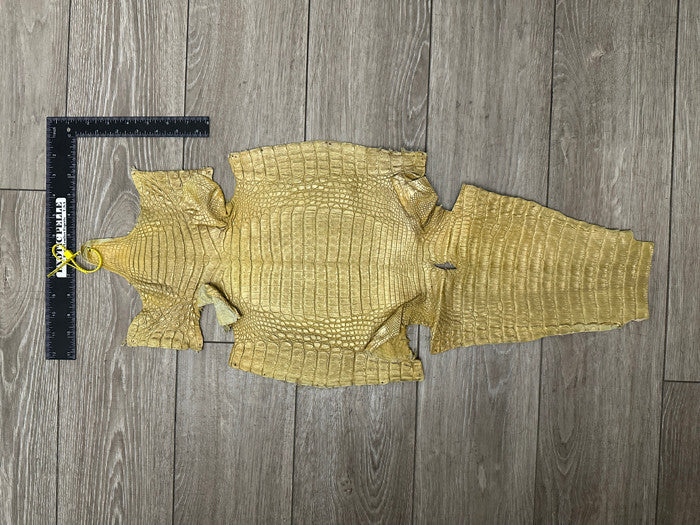 Gold Caiman Crocodile belly Hide Leather Skin alligator real Croc yellow 493
