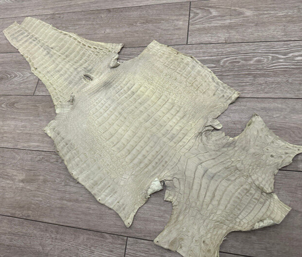 XL Sage Green Genuine Caiman Crocodile belly Hide Leather Skin real alligator 33