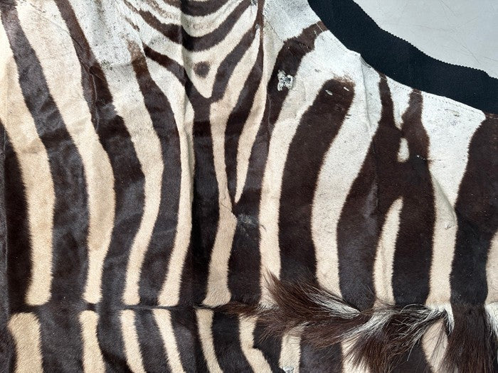 NEW JUMBO 10+ Foot Genuine African Burchells Zebra Rug Safari hair on Hide Skin