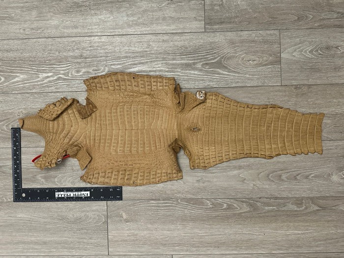 Tan Genuine Crocodile Belly Tail Hide Leather Skin real alligator Stained 412