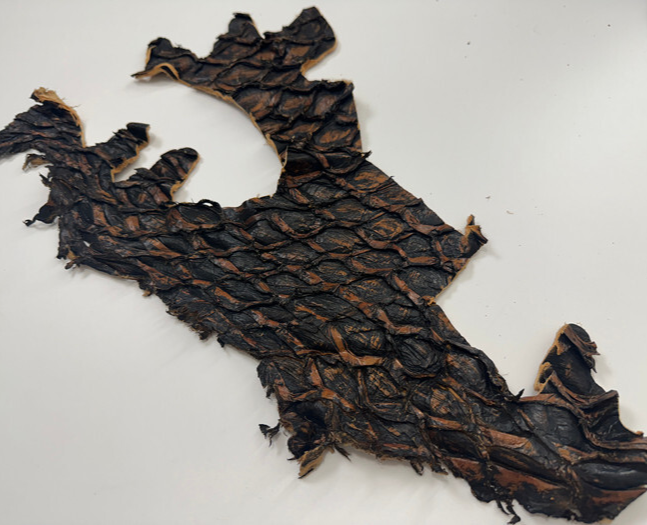 Cognac Pirarucu Hide Genuine Skin Arapaimia Gigas Remnant Scrap Fish Leather 213