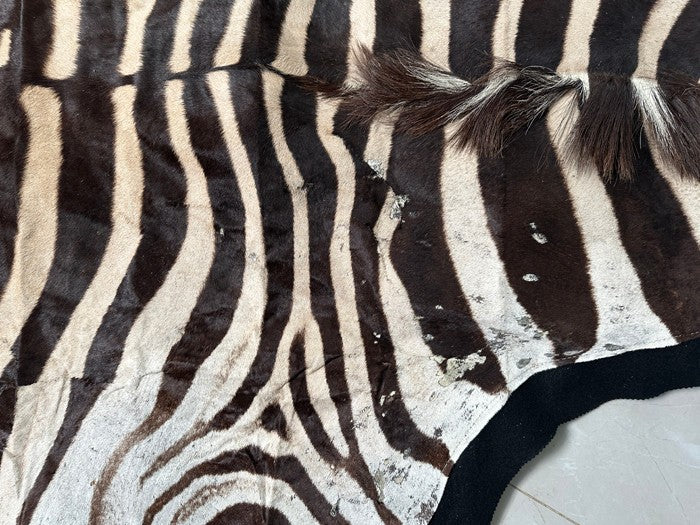 NEW JUMBO 10+ Foot Genuine African Burchells Zebra Rug Safari hair on Hide Skin