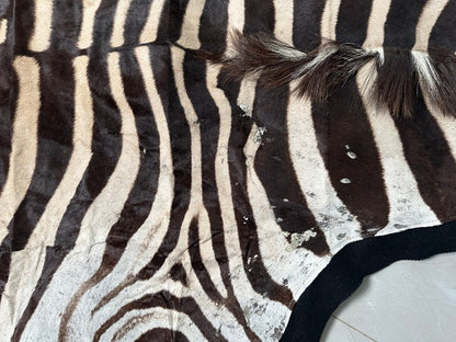 NEW JUMBO 10+ Foot Genuine African Burchells Zebra Rug Safari hair on Hide Skin