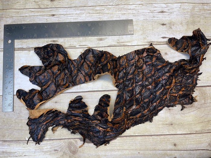Cognac Pirarucu Hide Genuine Skin Arapaimia Gigas Remnant Scrap Fish Leather 213