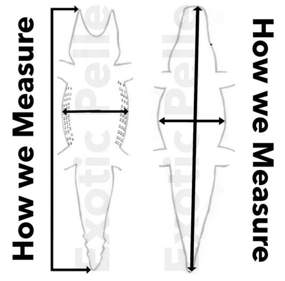 XL Sage Green Genuine Caiman Crocodile belly Hide Leather Skin real alligator 33