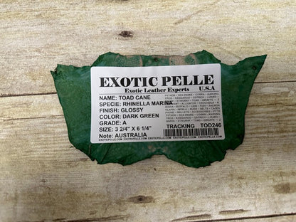 Green TOAD Hide Genuine Leather GLOSSY cane frog Exotic rana Skin Taxidermy 246