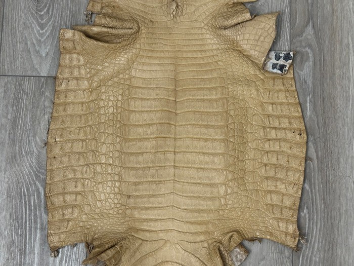 XL Tan Genuine Caiman Crocodile belly Hide Leather real alligator Croc 608