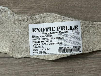 Gold on Natural Genuine Anaconda Leather hide snake skin python Boa rattle 285