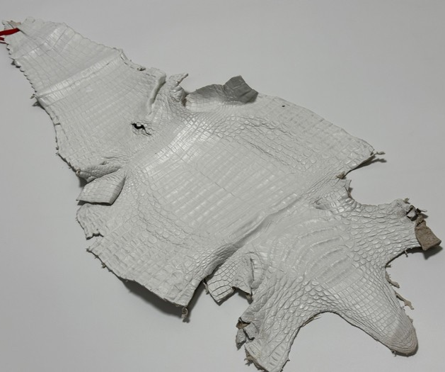 XL White Genuine Caiman Crocodile belly Hide Leather real alligator Croc 859