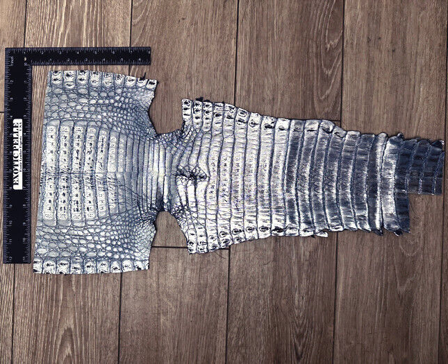 Blue Metallic Genuine Caiman Crocodile Belly Hide Leather Skin Alligator  514
