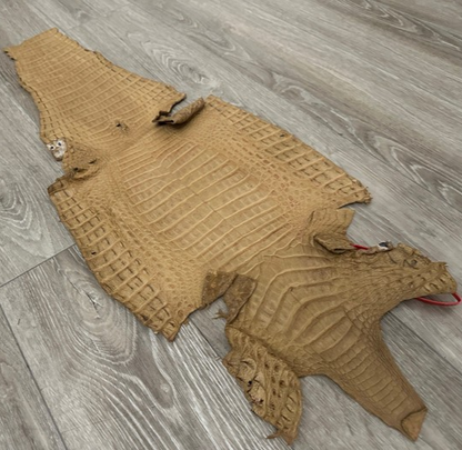 Tan Genuine Crocodile Belly Tail Hide Leather Skin real alligator Stained 412