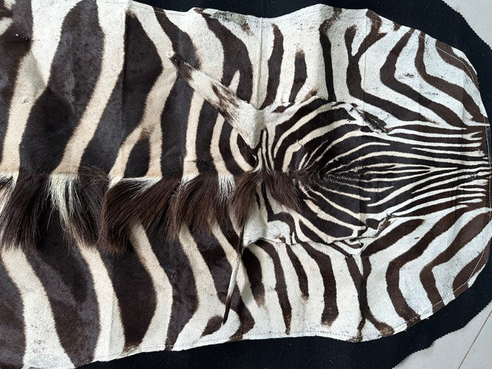 NEW JUMBO 10+ Foot Genuine African Burchells Zebra Rug Safari hair on Hide Skin