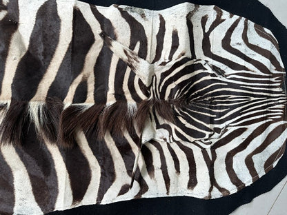 NEW JUMBO 10+ Foot Genuine African Burchells Zebra Rug Safari hair on Hide Skin