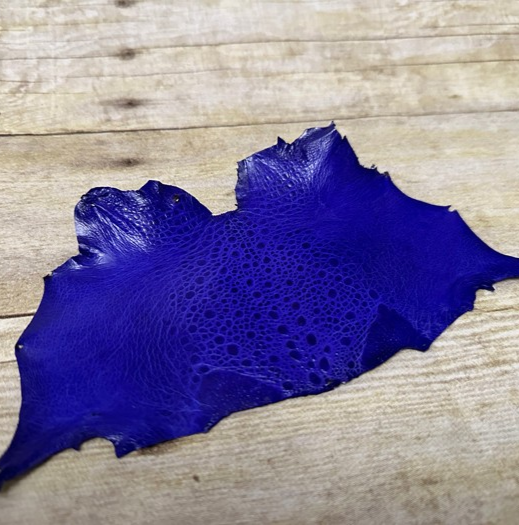 R Blue TOAD Hide Genuine Leather GLOSSY cane frog Exotic rana Skin Taxidermy 289