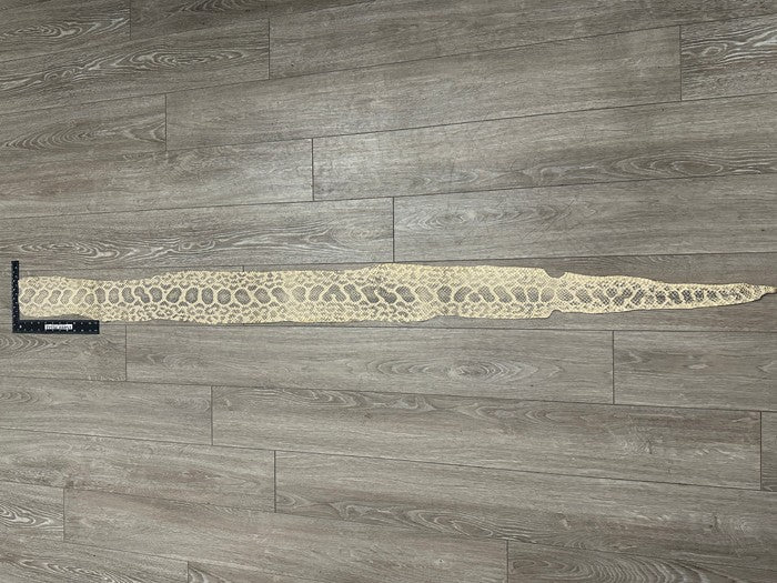Ivory Natural Tan Anaconda Snake skin Leather real hide python boa rattle 396