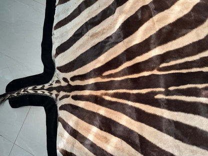 NEW JUMBO 10+ Foot Genuine African Burchells Zebra Rug Safari hair on Hide Skin