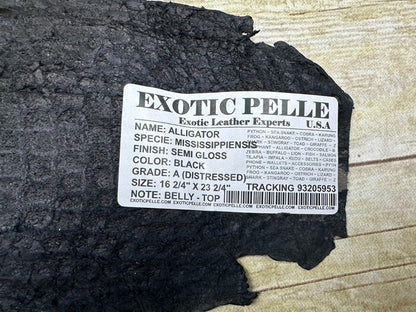 XXL Black Alligator Hide Distressed Leather Skin Piece Scrap Gator Croc Belly 53