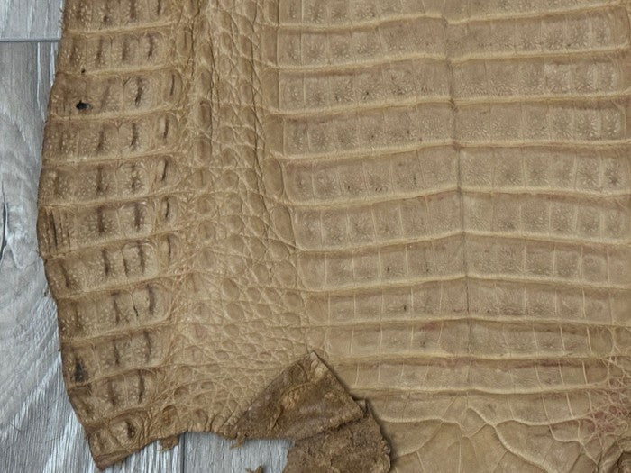 Tan Genuine Crocodile Belly Tail Hide Leather Skin real alligator Stained 412