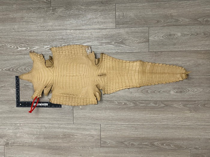 XL Tan Genuine Caiman Crocodile belly Hide Leather real alligator Croc 609