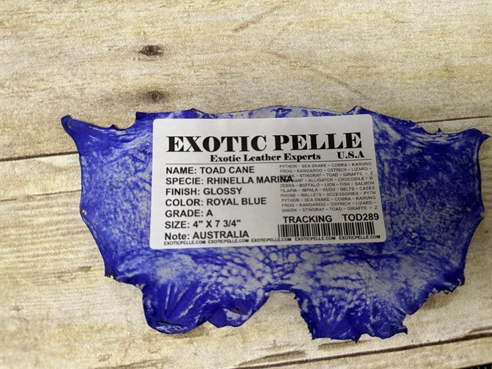 R Blue TOAD Hide Genuine Leather GLOSSY cane frog Exotic rana Skin Taxidermy 289