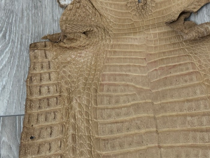 Tan Genuine Crocodile Belly Tail Hide Leather Skin real alligator Stained 412