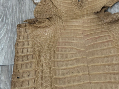 Tan Genuine Crocodile Belly Tail Hide Leather Skin real alligator Stained 412