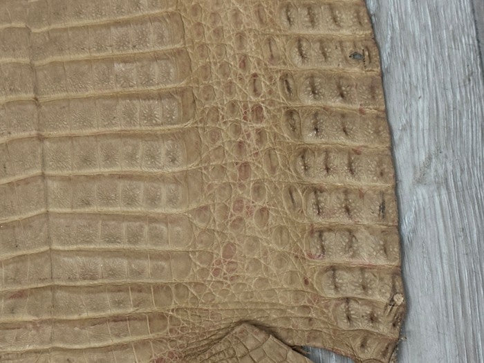Tan Genuine Crocodile Belly Tail Hide Leather Skin real alligator Stained 412