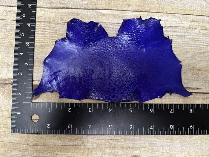 R Blue TOAD Hide Genuine Leather GLOSSY cane frog Exotic rana Skin Taxidermy 289