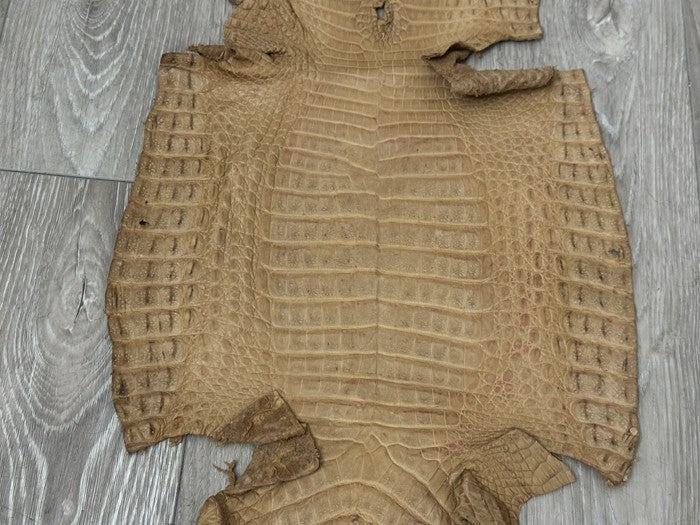 Tan Genuine Crocodile Belly Tail Hide Leather Skin real alligator Stained 412