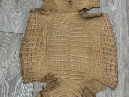 Tan Genuine Crocodile Belly Tail Hide Leather Skin real alligator Stained 412