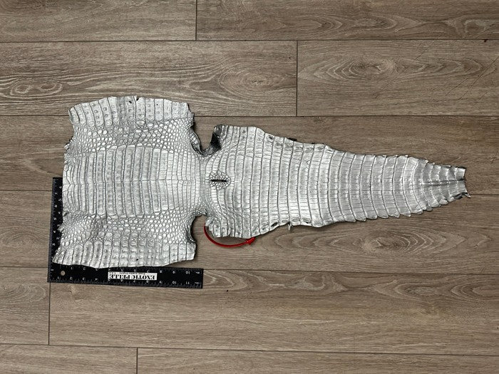 Silver Caiman Crocodile belly Hide Leather Skin remnant real alligator Croc 455