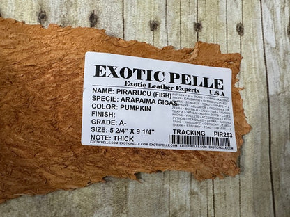 Pirarucu Hide Genuine Skin Arapaimia Gigas Remnant Scrap Fish Leather 263