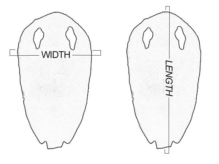 Blue Genuine Polished Sanded Stingray Hide Skin Sting Ray Leather Shagreen 1043