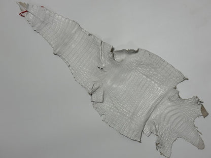 XL White Genuine Caiman Crocodile belly Hide Leather real alligator Croc 859