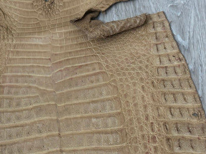Tan Genuine Crocodile Belly Tail Hide Leather Skin real alligator Stained 412