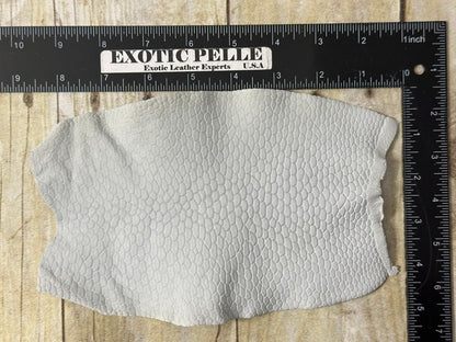 Genuine Beaver Tail Crust Hide Skin Leather exotic fish shark Tanned Tail 123